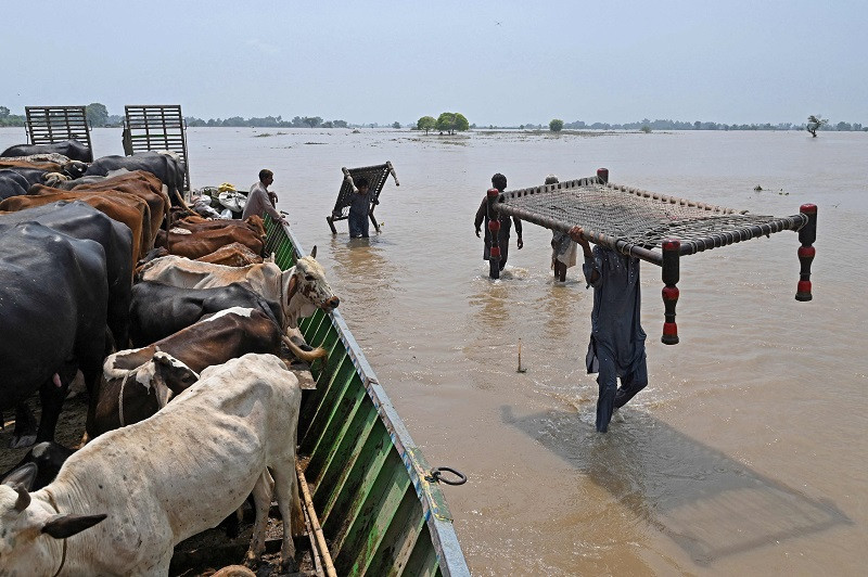 people with cattle their belongings wade through the flood affected area of chanda singh wala village in kasur district on august 22 2023 photo afp