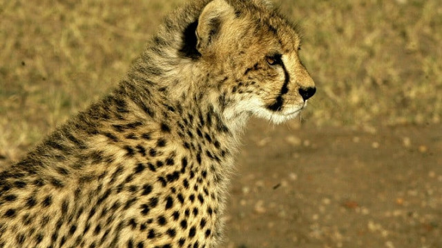 the cheetah is considered vulnerable under the iucn red list of threatened species photo afp the cheetah is considered vulnerable under the iucn red list of threatened species photo afp