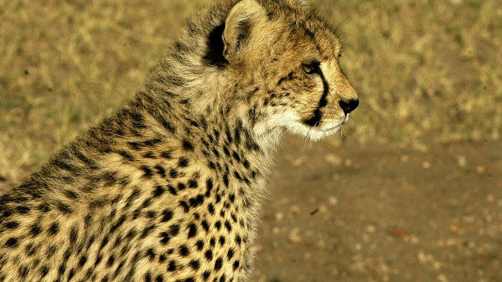 the cheetah is considered vulnerable under the iucn red list of threatened species photo afp