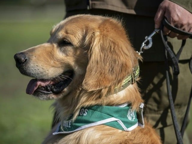 dog breeders defrauding people dog breeders defrauding people