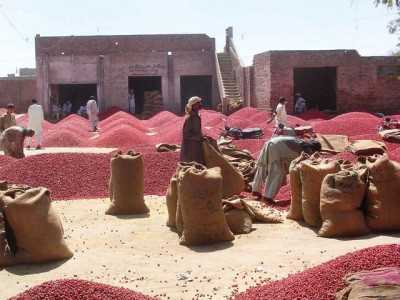 chilli shortage set to sting consumers