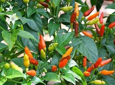 farmers reap fruits of chinese chili seeds farmers reap fruits of chinese chili seeds