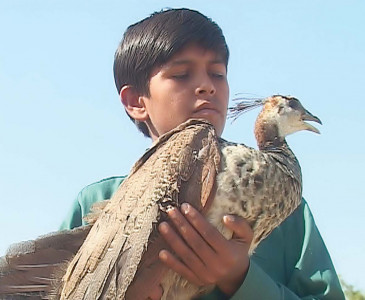 birds that sense impending natural disasters succumb to their own