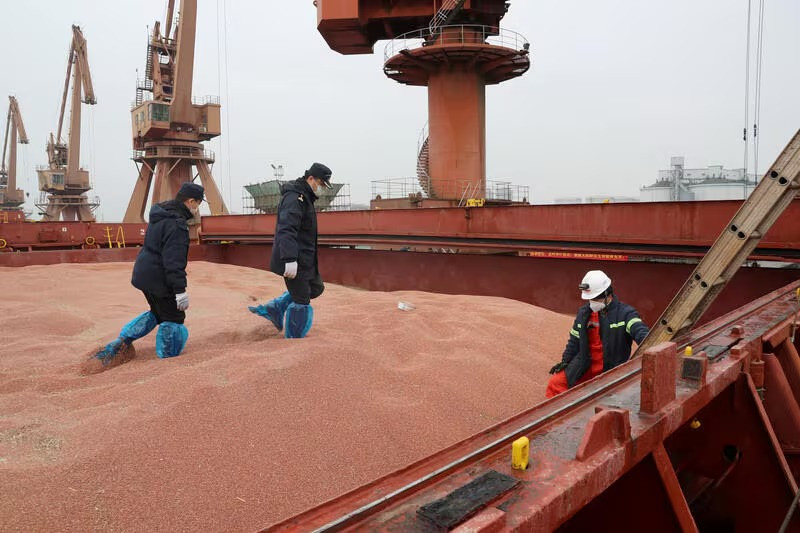 china on wednesday gave brazil the go ahead to begin exporting sorghum to chinese buyers photo reuters