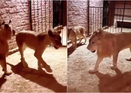 wildlife crackdown sparks controversy