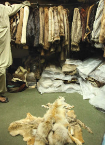 karachi s fur market as dead as the animal it came from