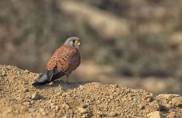 common kestrel is a bird of prey species that hunts voles insects and small birds it is a winter migrant most commonly recorded in the western hills of sindh photo courtesy mirza naim beg file common kestrel is a bird of prey species that hunts voles insects and small birds it is a winter migrant most commonly recorded in the western hills of sindh photo courtesy mirza naim beg file