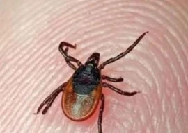 year s first congo virus case reported in city