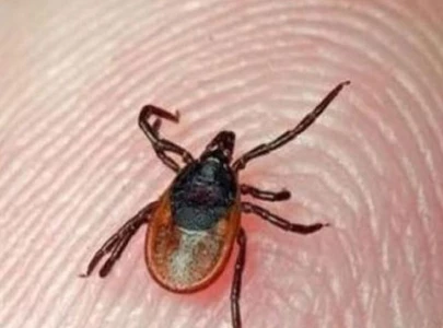 congo virus screening begins in cattle markets congo virus screening begins in cattle markets