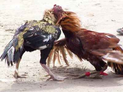 pakistani roosters are no chickens as they fight their way to dubai and the philippines