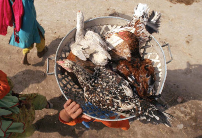 poultry farmers refuse to pay the looming 15 gst on feed