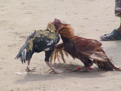 h1n1 avian influenza bird flu hits in september but it s better to be safe than sorry say experts h1n1 avian influenza bird flu hits in september but it s better to be safe than sorry say experts