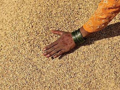 cooking the books 1 million govt wheat bags go missing