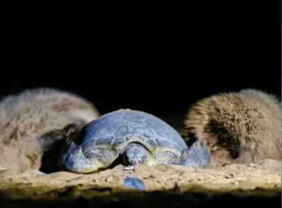 hawke s bay welcomes ancient mariners for nesting