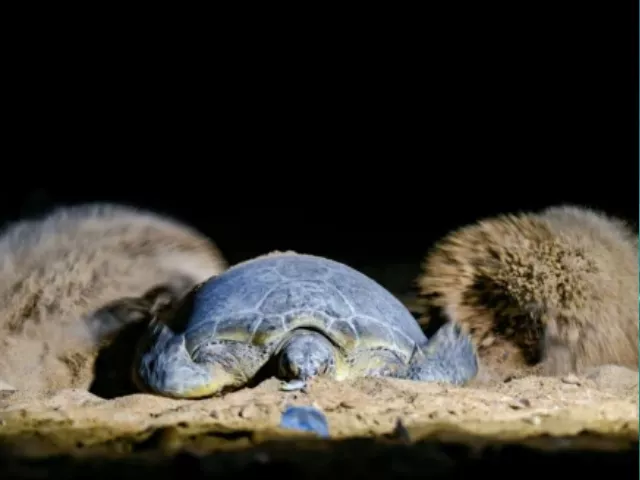 hawke s bay welcomes ancient mariners for nesting