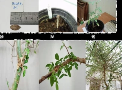 scientists grow tree from 1 000 year old seed