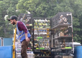 wildlife department busts illegal bird trade in lahore recovers hundreds of protected birds