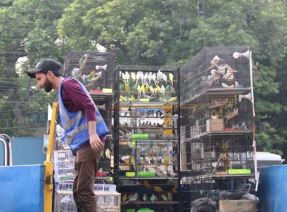 wildlife department busts illegal bird trade in lahore recovers hundreds of protected birds