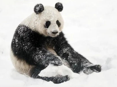 finnish zoo forced to send pandas back to china due to rising care costs
