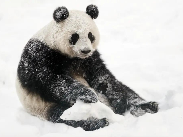 finnish zoo forced to send pandas back to china due to rising care costs