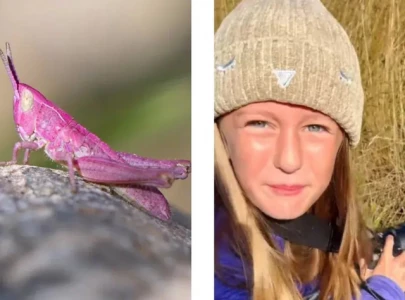 rare pink grasshopper sighted by photographer in uk stuns social media