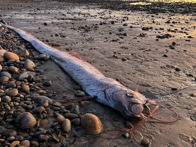 a washed up oarfish often considered an omen of imminent disaster seen here on the coast of encinitas california on november 6 2024 courtesy alison laferriere scripps institution of oceanography