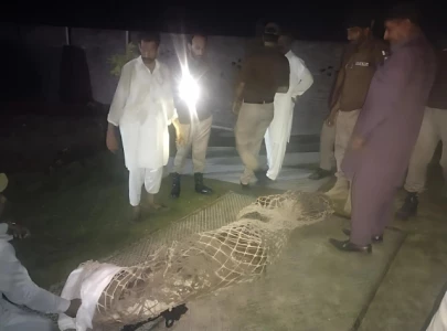 wildlife department seizes crocodile in kasur raid