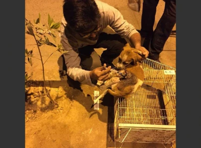 wildlife dept boasts of rescuing 66 000 animals in four years