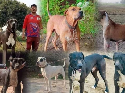 dog fighting competition being promoted in punjab despite ban