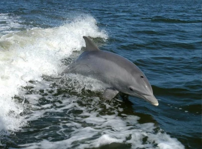 fentanyl traces found in texas dolphins as opioid crisis hits the ocean