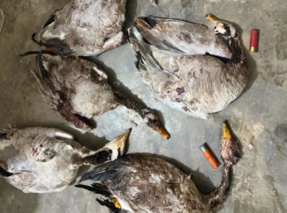 six arrested for illegal hunting in punjab six arrested for illegal hunting in punjab