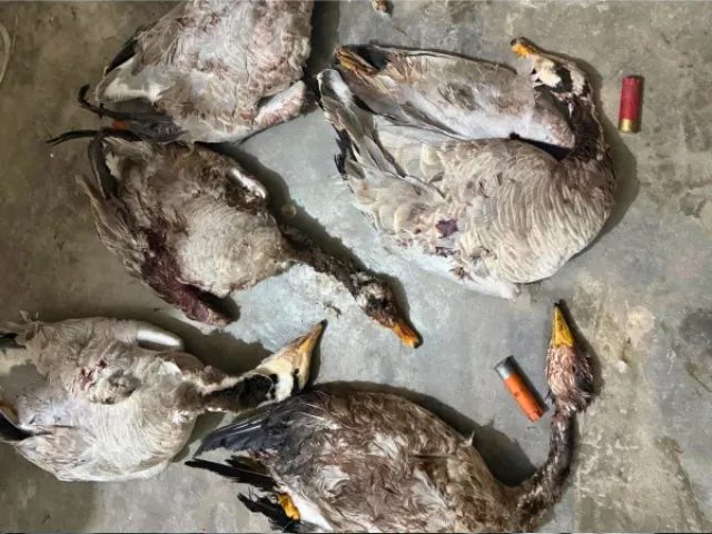 six arrested for illegal hunting in punjab six arrested for illegal hunting in punjab