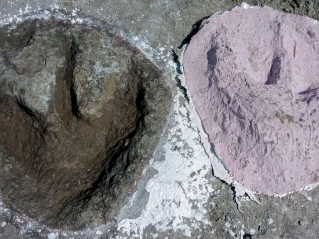 Following in the footsteps of giants! Scientists took special plaster casts of the dinosaur footprints. Universtiy of Birmingham/PA. BBC