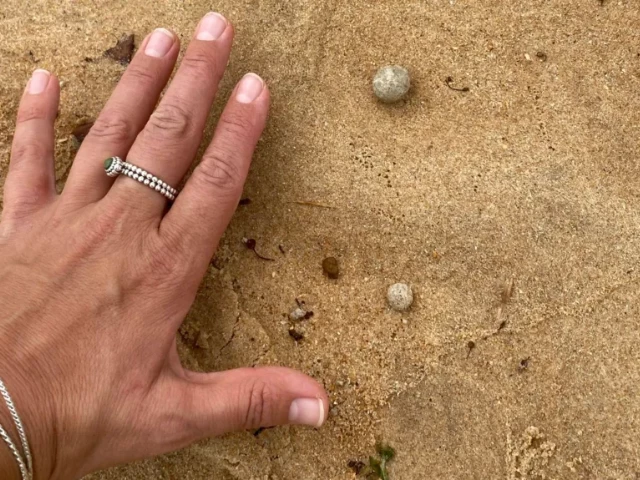 sydney beaches shut again as mysterious debris washes ashore sydney beaches shut again as mysterious debris washes ashore