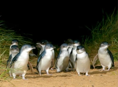 phillip island penguins face rising divorce rates