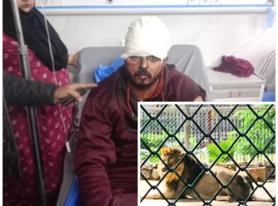 man injured in lion attack while filming tiktok video man injured in lion attack while filming tiktok video