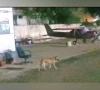 karachi s airport struggling with stray dog issue