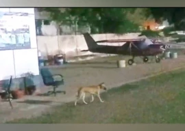 karachi s airport struggling with stray dog issue