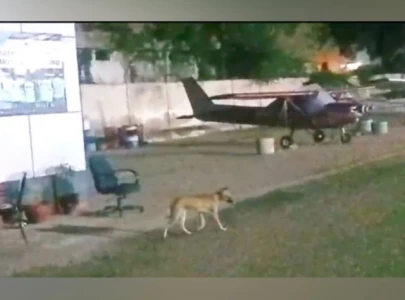 karachi s airport struggling with stray dog issue karachi s airport struggling with stray dog issue