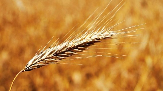 world s seventh largest wheat harvest doomed