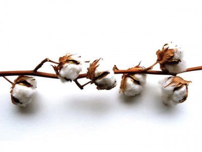 cotton prices expected to rise again cotton prices expected to rise again