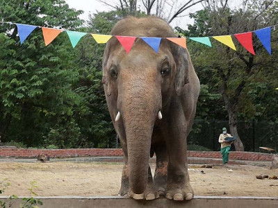 how kaavan attained freedom after 35 years how kaavan attained freedom after 35 years