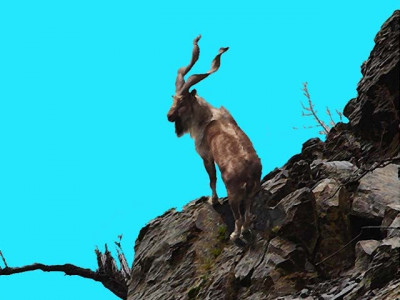 pm for protecting markhor other species pm for protecting markhor other species