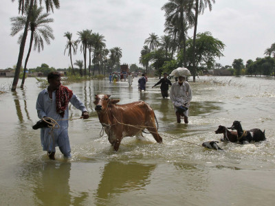 slaughtering sick animals may bring diseases to karachi