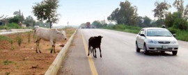 moo over stray cows take over streets in sanghar moo over stray cows take over streets in sanghar