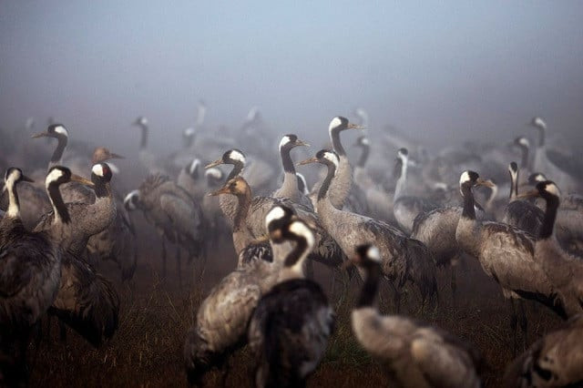 bird flu kills thousands of cranes in israel s worst wildlife disaster bird flu kills thousands of cranes in israel s worst wildlife disaster