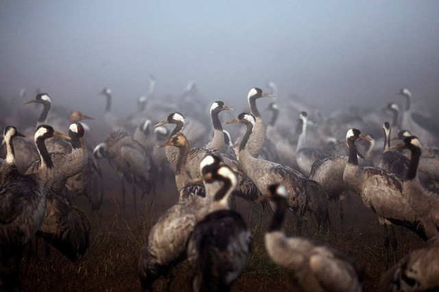 cranes gather during the migration season on a foggy morning at hula nature reserve in northern israel november 17 2020 photo reuters