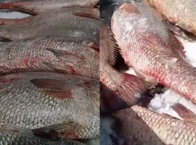 fishermen haul in 300 croakers worth millions of rupees