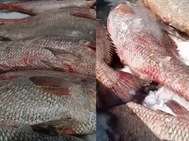 fishermen caught more than 300 fish photo screengrab