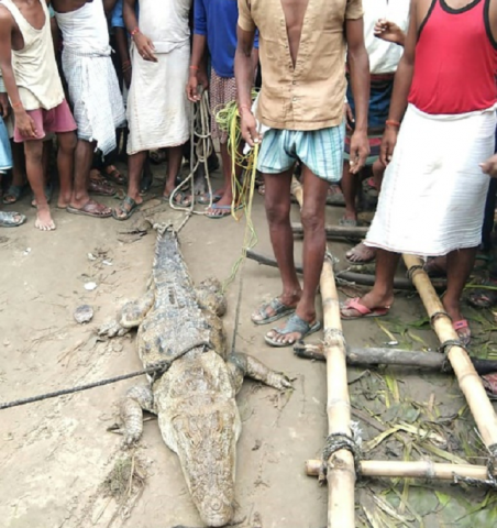 the two metre reptile turned up in the village of midania after monsoon flooding photo afp the two metre reptile turned up in the village of midania after monsoon flooding photo afp